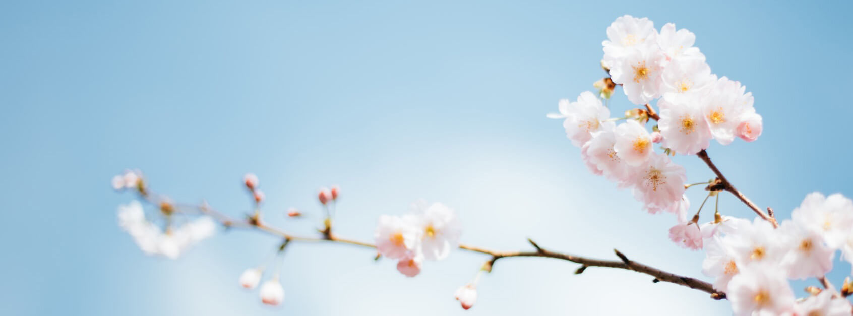 云杏花